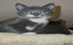 Mixed Breed cats for sale: Beautiful Russian Blue Mix Kittens - Image 7