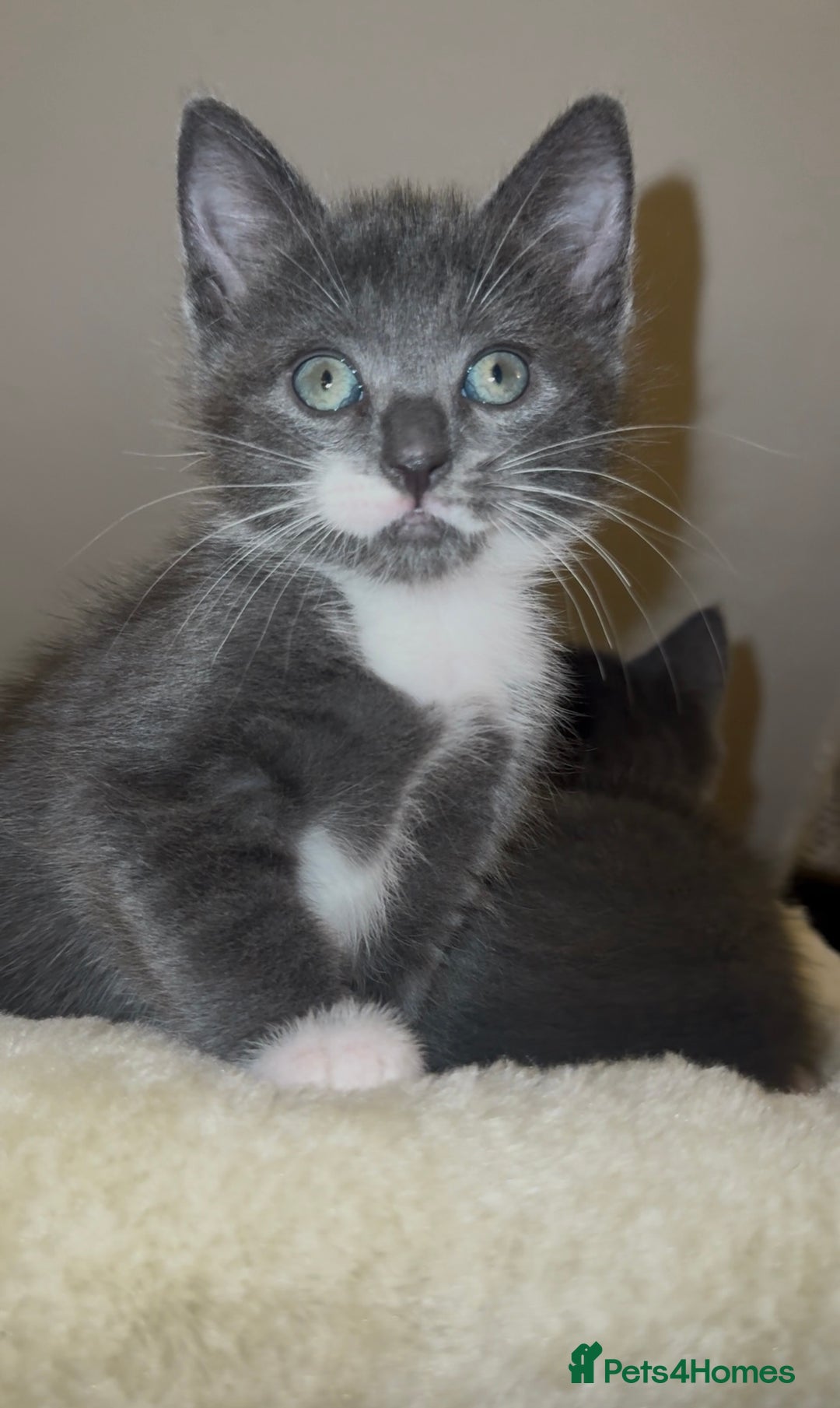 Mixed Breed cats for sale: Beautiful Russian Blue Mix Kittens - Image 7