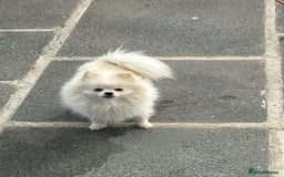 Pomeranian dogs for sale: Teddy Bear Pomeranian  - Image 2