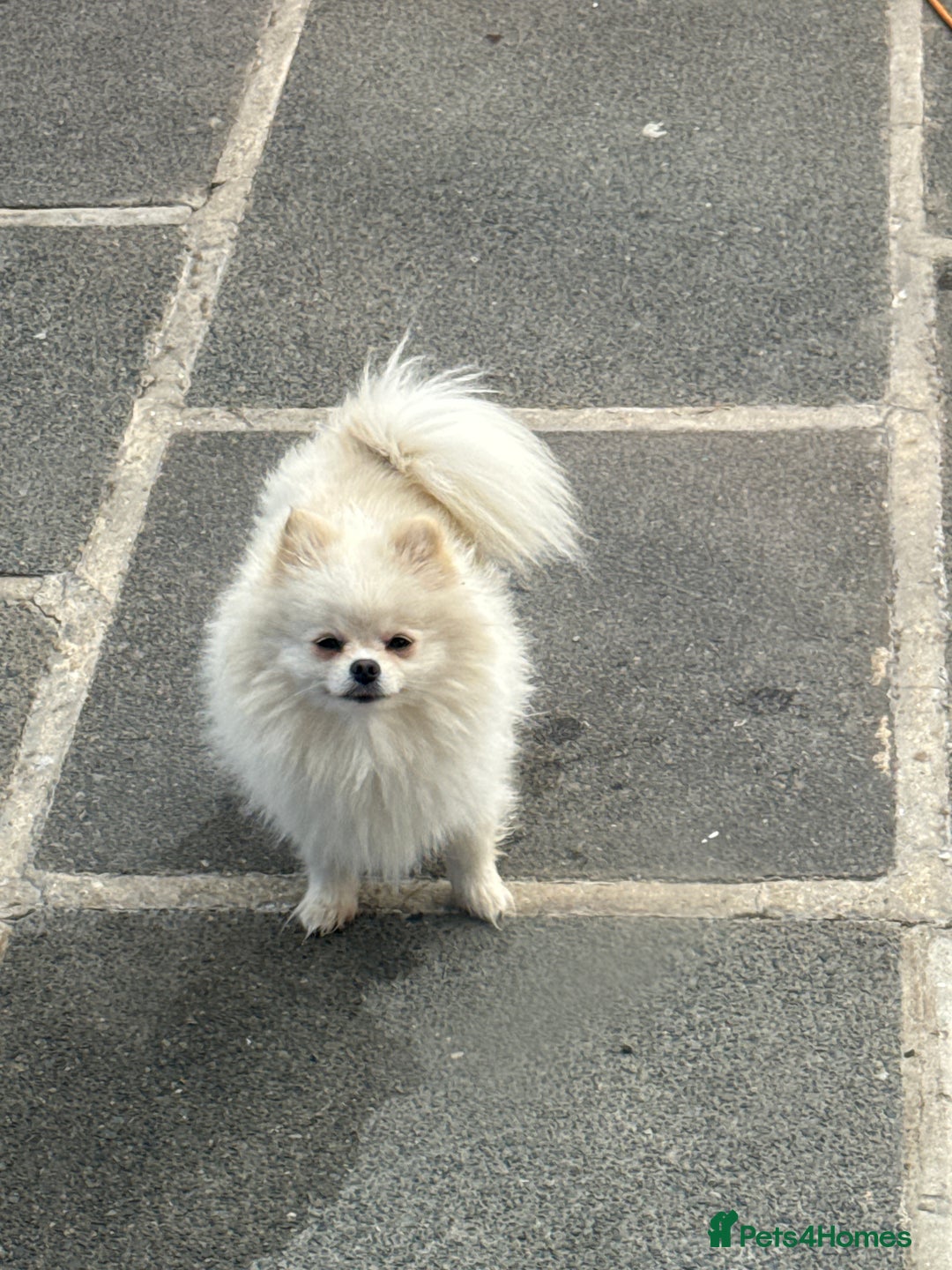 Pomeranian dogs for sale: Teddy Bear Pomeranian  - Image 2