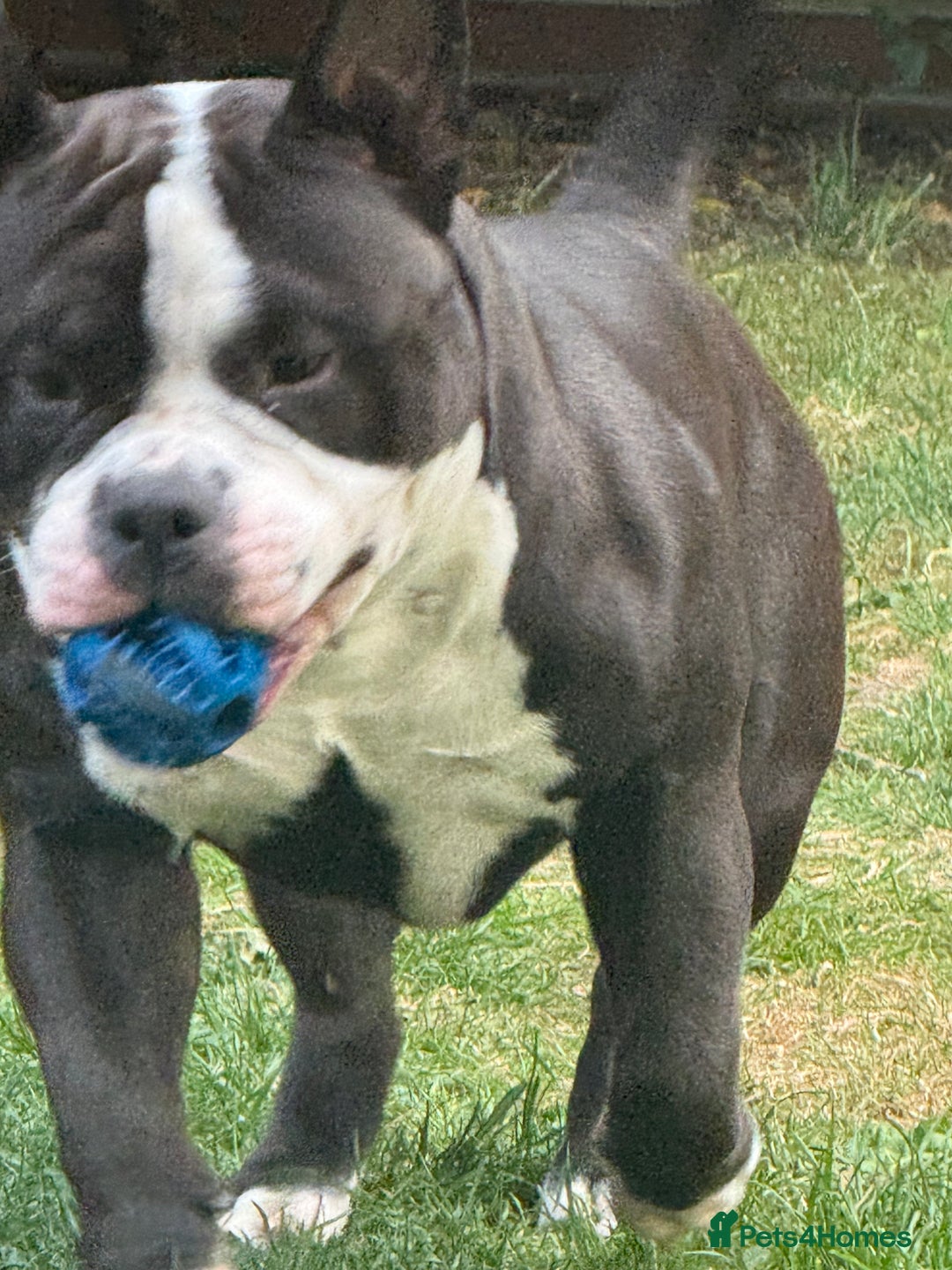 American Bully dogs for stud: American bully pocket - Image 5
