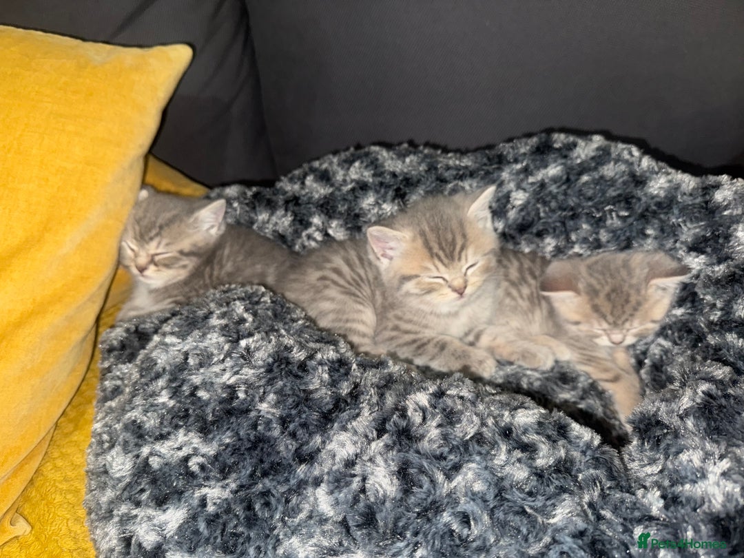 Scottish Fold cats for sale: Beautiful Scottish straight cross British shorts😍 - Image 12