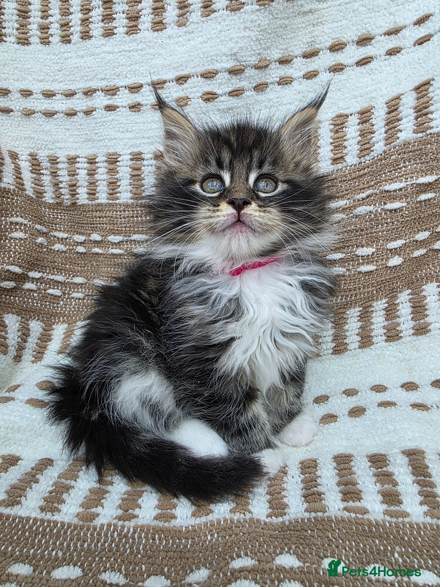 Maine Coon cats Sociable maine coon kittens - Advert 1