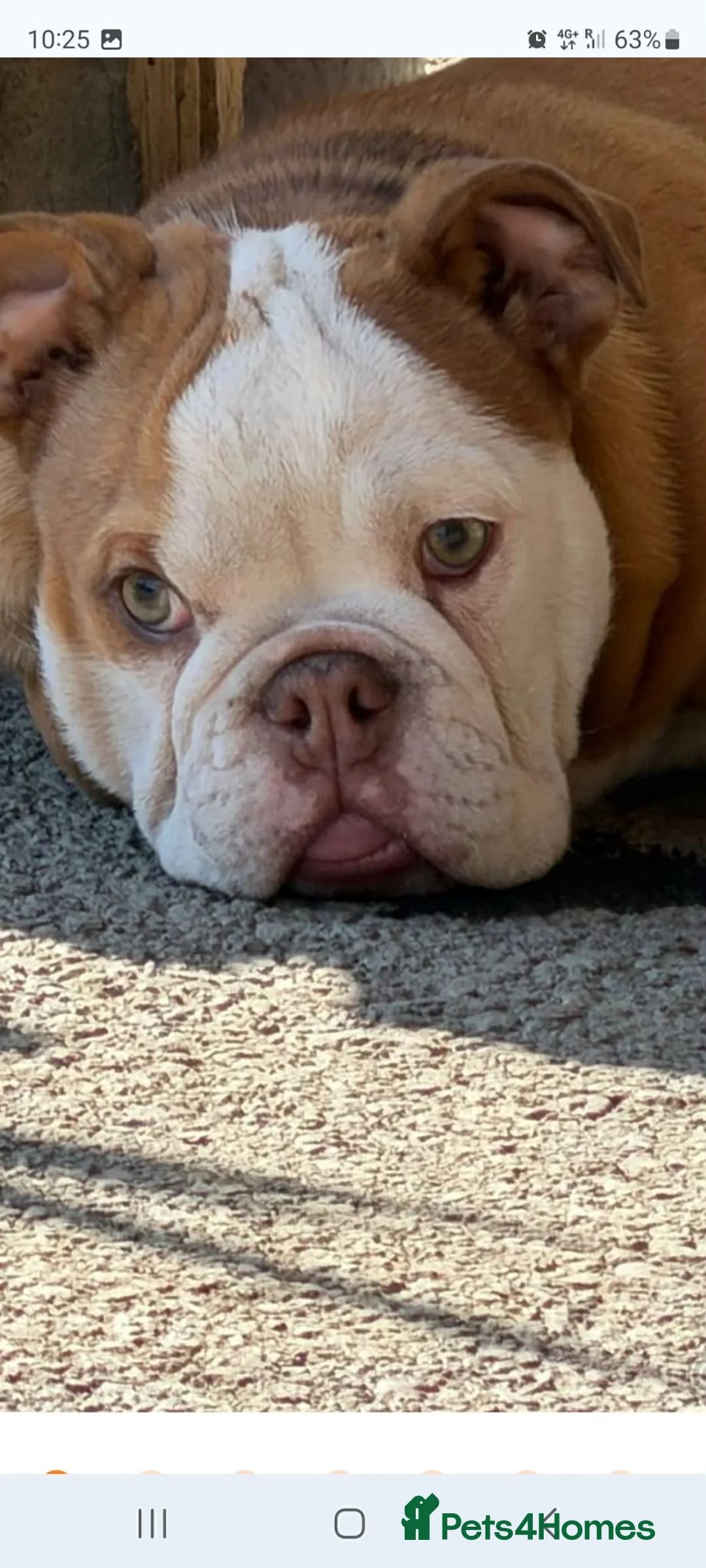 English Bulldog dogs for sale: English bulldog  - Advert 2