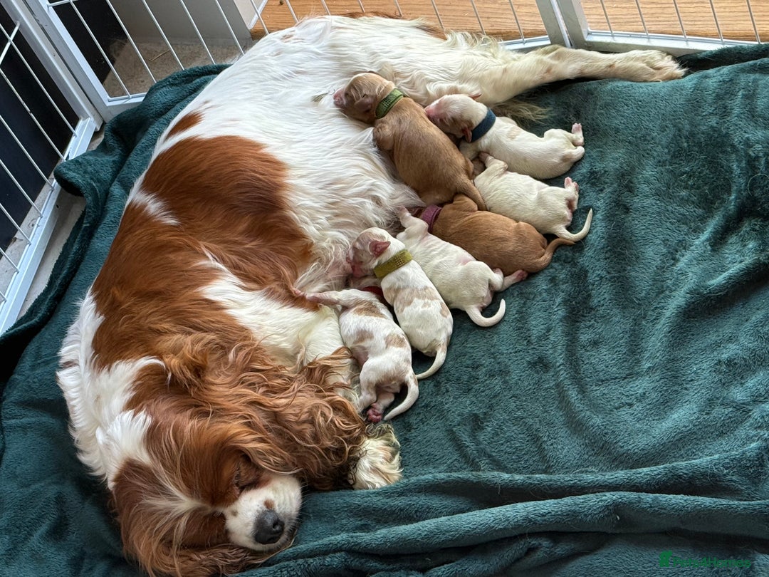 Mixed Breed dogs for sale: Cavalier King Charles Spaniel x Cockapoo - Image 9