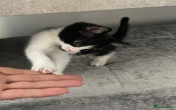 Mixed Breed cats for sale: 3 females - Image 7