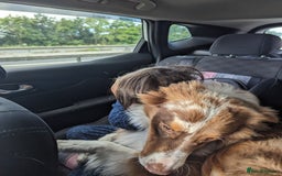 Australian Shepherd dogs for sale: Beautiful Australia shepherd looking for home - Image 4