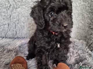 Mixed Breed dogs REDUCED MAIL FOR DETAILS 10 wks ready to leave now - Advert 5