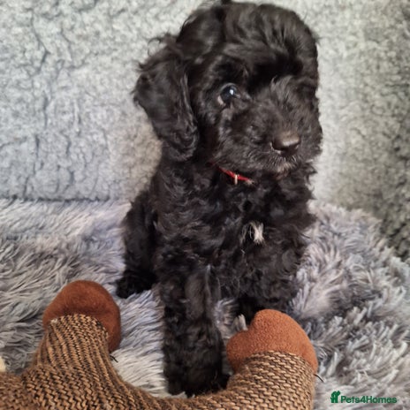 Mixed Breed dogs puppys 1 male 1 female 10 wks ready to leave now - Advert 9