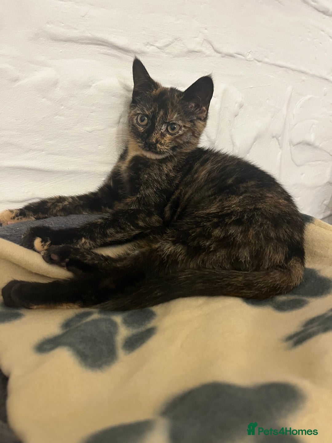 Mixed Breed cats for sale: Beautiful 3/4 exotic kitten - Image 6