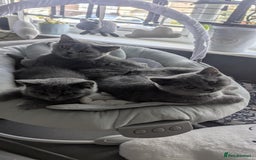 British Shorthair cats for sale: Both parents pedigrees- Dad 5x 🏆 3 boys 1 girl  - Image 2