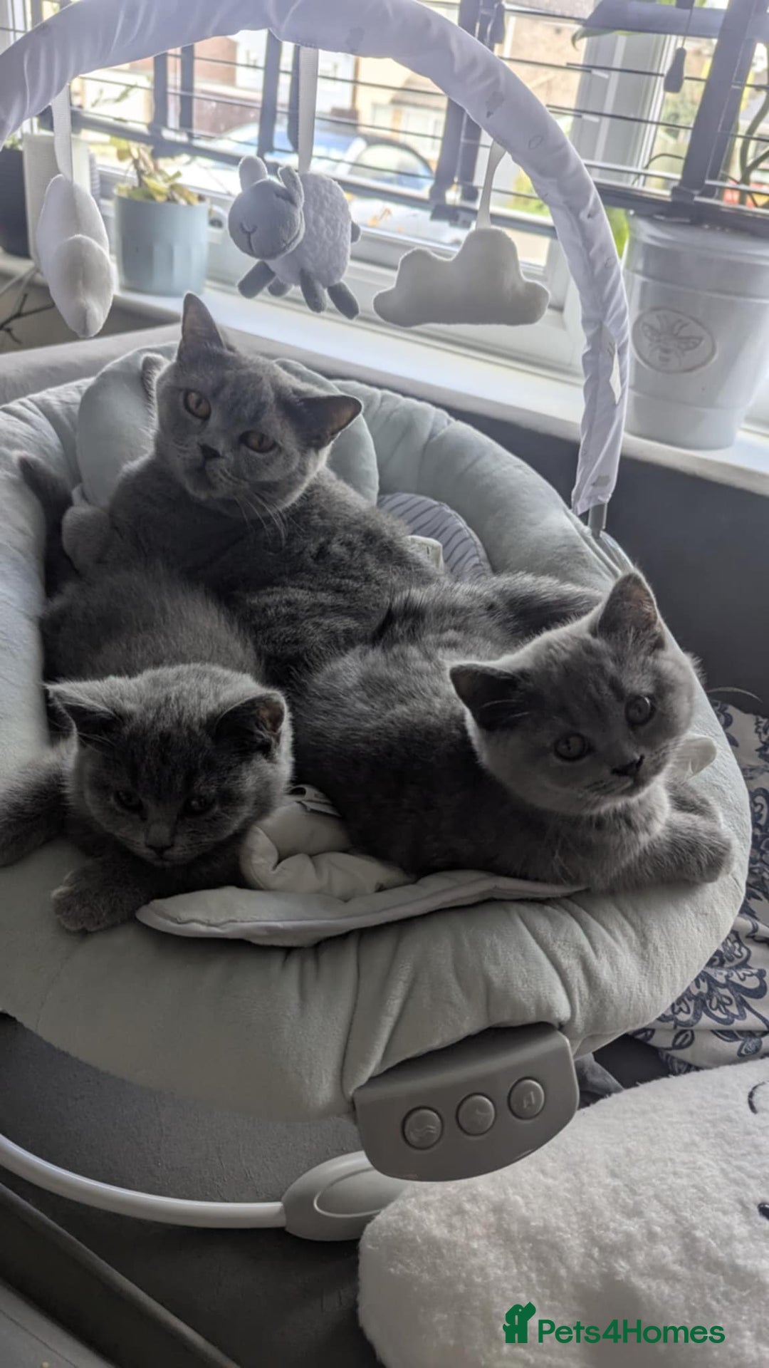 British Shorthair cats for sale: Both parents pedigrees- Dad 5x 🏆 3 boys 1 girl  - Image 2