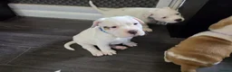 Mixed Breed dogs for sale: Shar pei mix puppys  in Birmingham - Advert 4