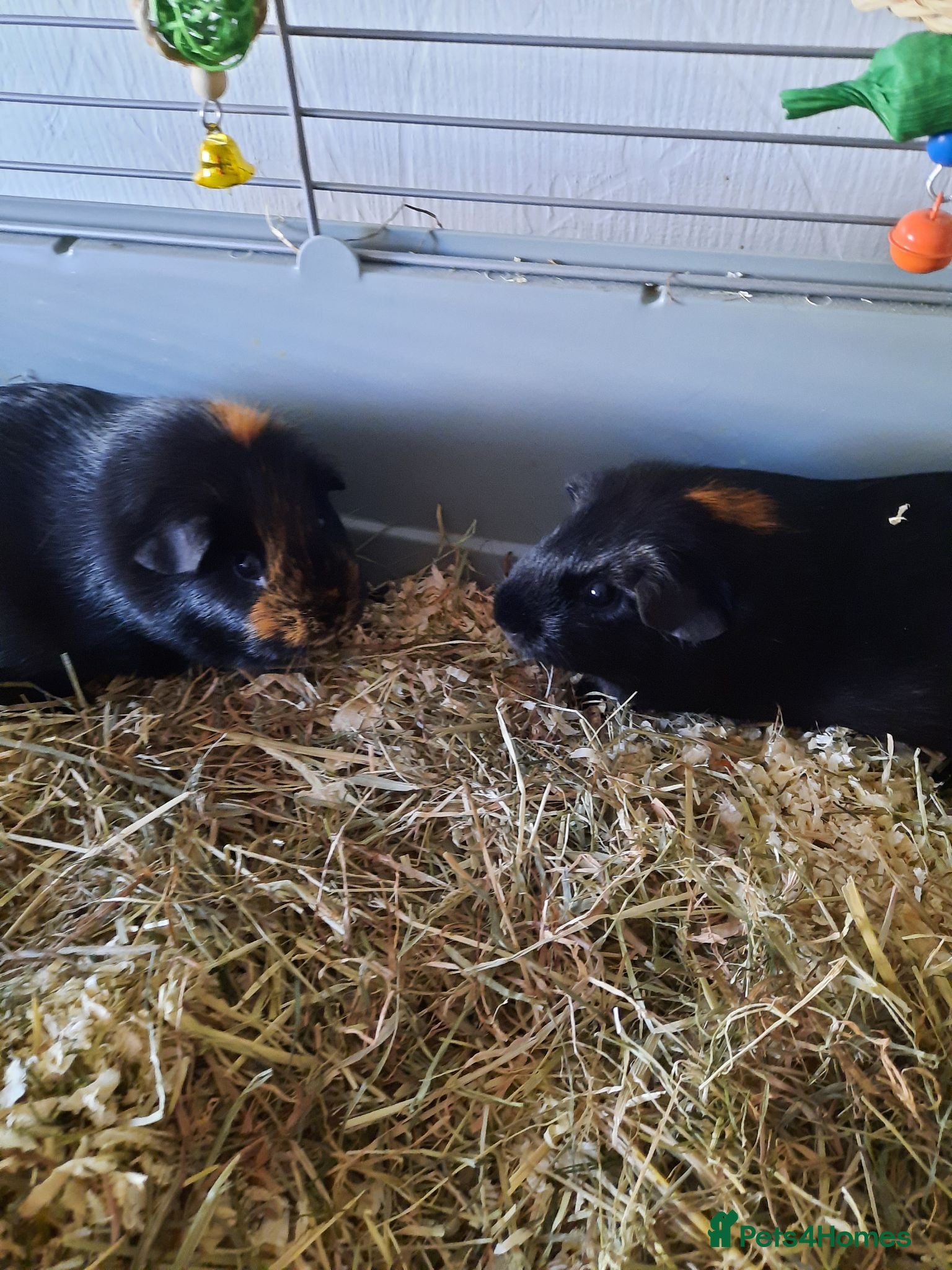 Guinea Pig rodents Two female guinea pigs. - Advert 1