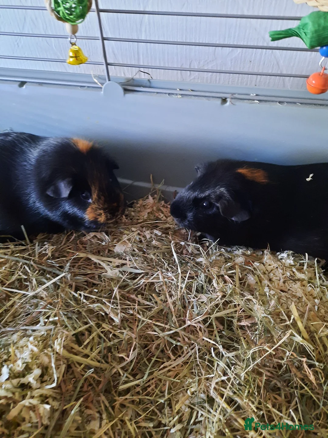 Guinea Pig rodents for sale: Two female guinea pigs. in Billingshurst - Advert 1