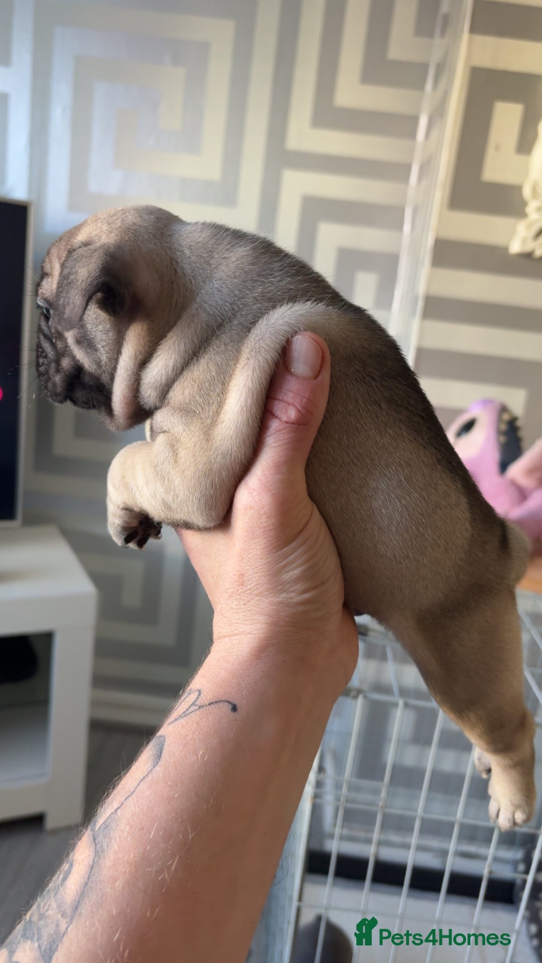 French Bulldog dogs for sale: Frenchies  - Advert 8