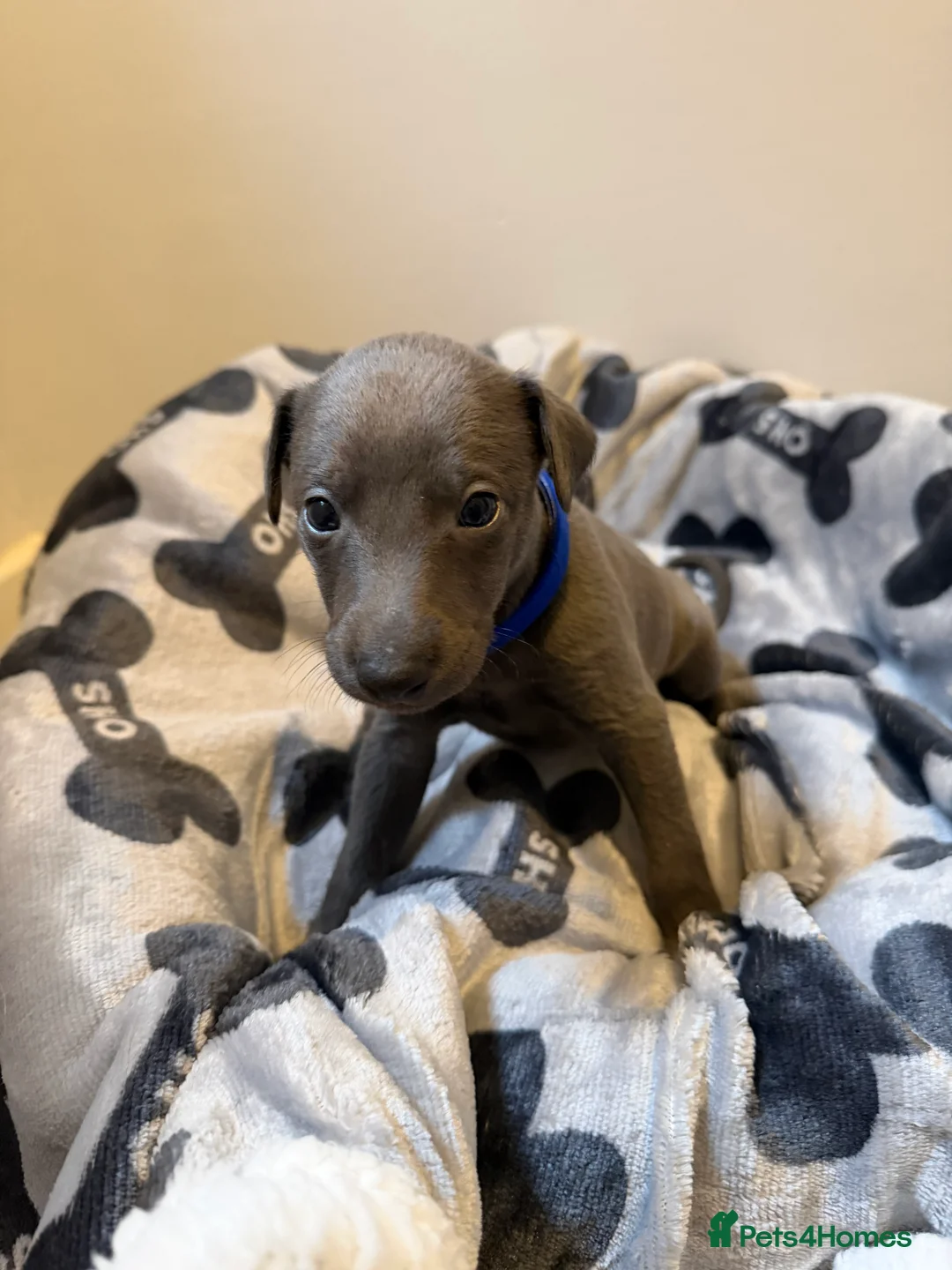 Whippet dogs for sale: Quality KC reg whippet puppies  - Advert 7