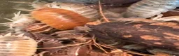 Isopods invertebrates for sale: Tropical Woodlice Mixed Bundles - Advert 2