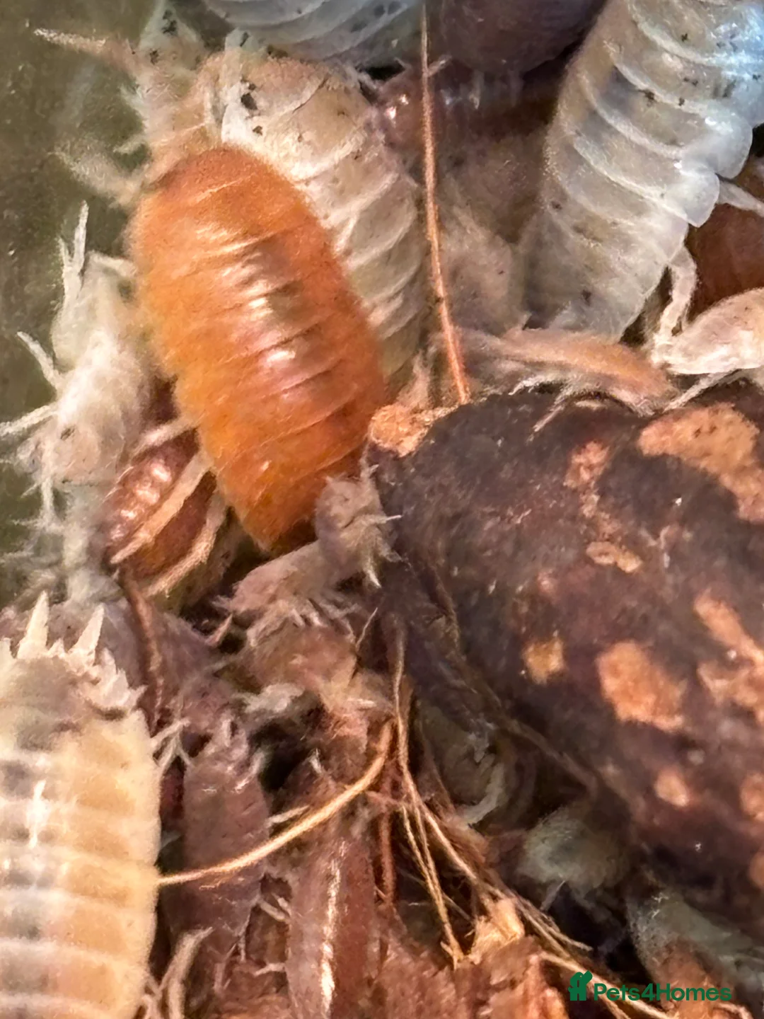 Isopods invertebrates for sale: Tropical Woodlice Mixed Bundles - Advert 2