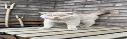 British Shorthair cats for sale: Real British Shorthair Kittens  - Advert 13