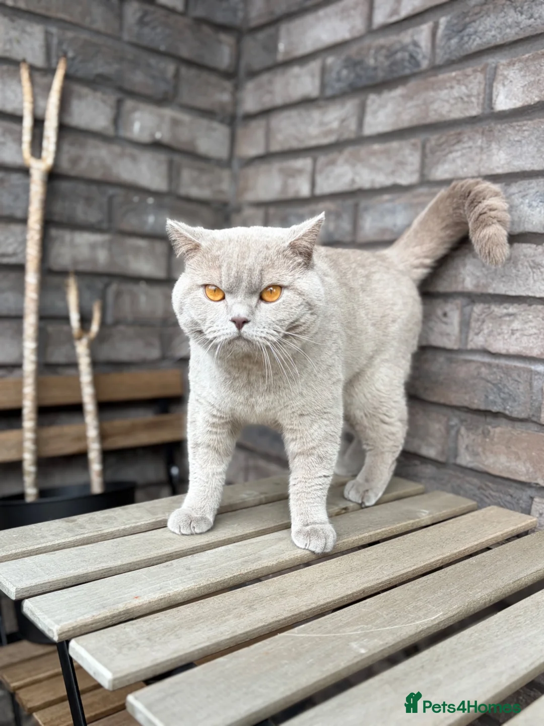 British Shorthair cats for sale: Real British Shorthair Kittens  - Advert 13