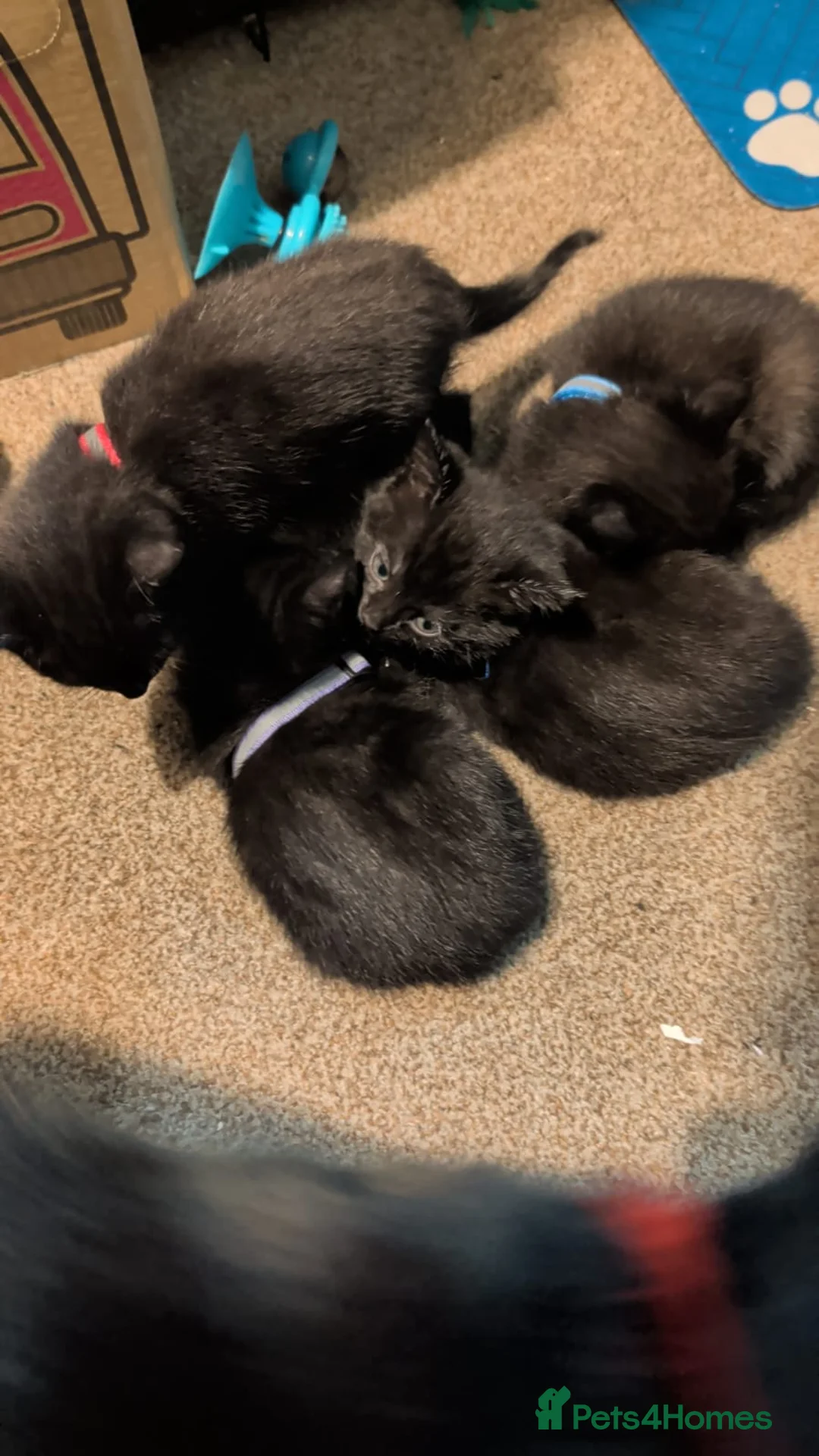 Bombay cats for sale: 🐾 Loving Homes Wanted for 4 Roxy’s Kittens 🐾 - Advert 2