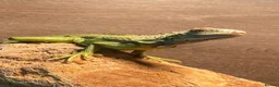 Iguana reptiles for sale: 11 month old green iguana  - Advert 3