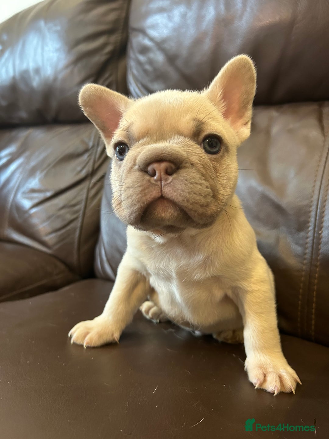 French Bulldog dogs for sale: Beautiful Frenchie babies-4 weeks free insurance - Image 1