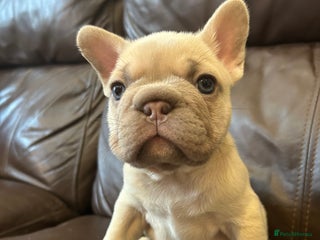 French Bulldog dogs - Advert 1