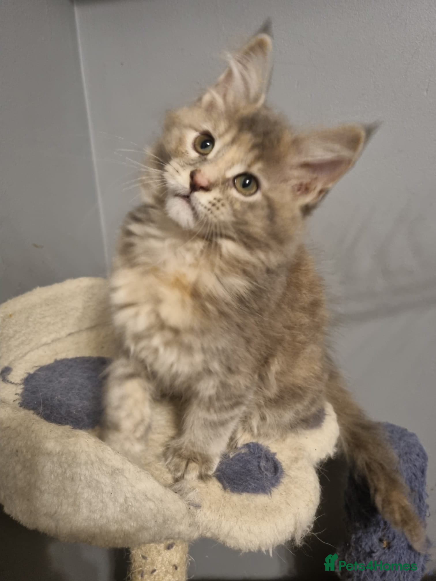 Maine Coon cats GCCF Regestered Maine Coon Kittens - Advert 1