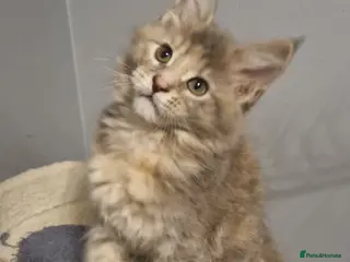 Maine Coon cats GCCF Regestered Maine Coon Kittens - Advert 1