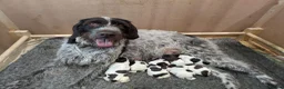 German Wirehaired Pointer dogs for sale: German Wirehaired Pointer Puppies in Ludlow - Advert 4