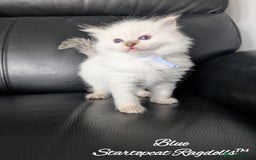 Ragdoll cats for sale: GCCF Pedigree Ragdoll Kittens Champion Lines - Image 11