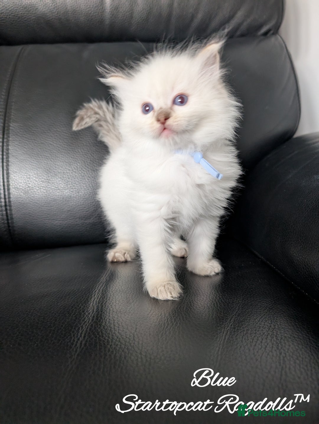 Ragdoll cats for sale: GCCF Pedigree Ragdoll Kittens Champion Lines - Image 11
