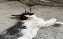 Maine Coon cats for sale: Purebred adorable Maine coon kittens - Image 12