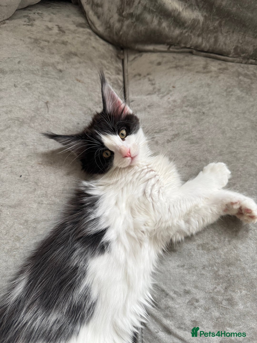 Maine Coon cats for sale: Purebred adorable Maine coon kittens - Image 12