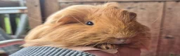 Guinea Pig rodents for sale: Sheltie and texel sows and sheltie boar.  - Advert 6