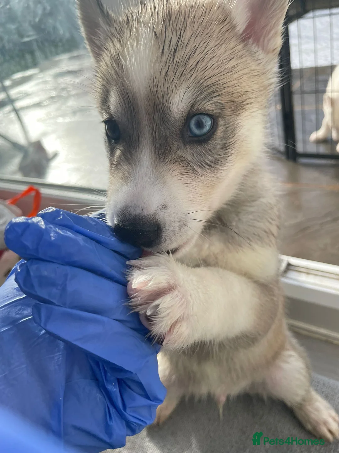 Siberian Husky dogs for sale: Pure Siberian Huskie pups in Cranleigh - Advert 2