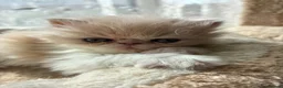 Exotic cats for sale: Exotic Persian  kittens - Advert 13