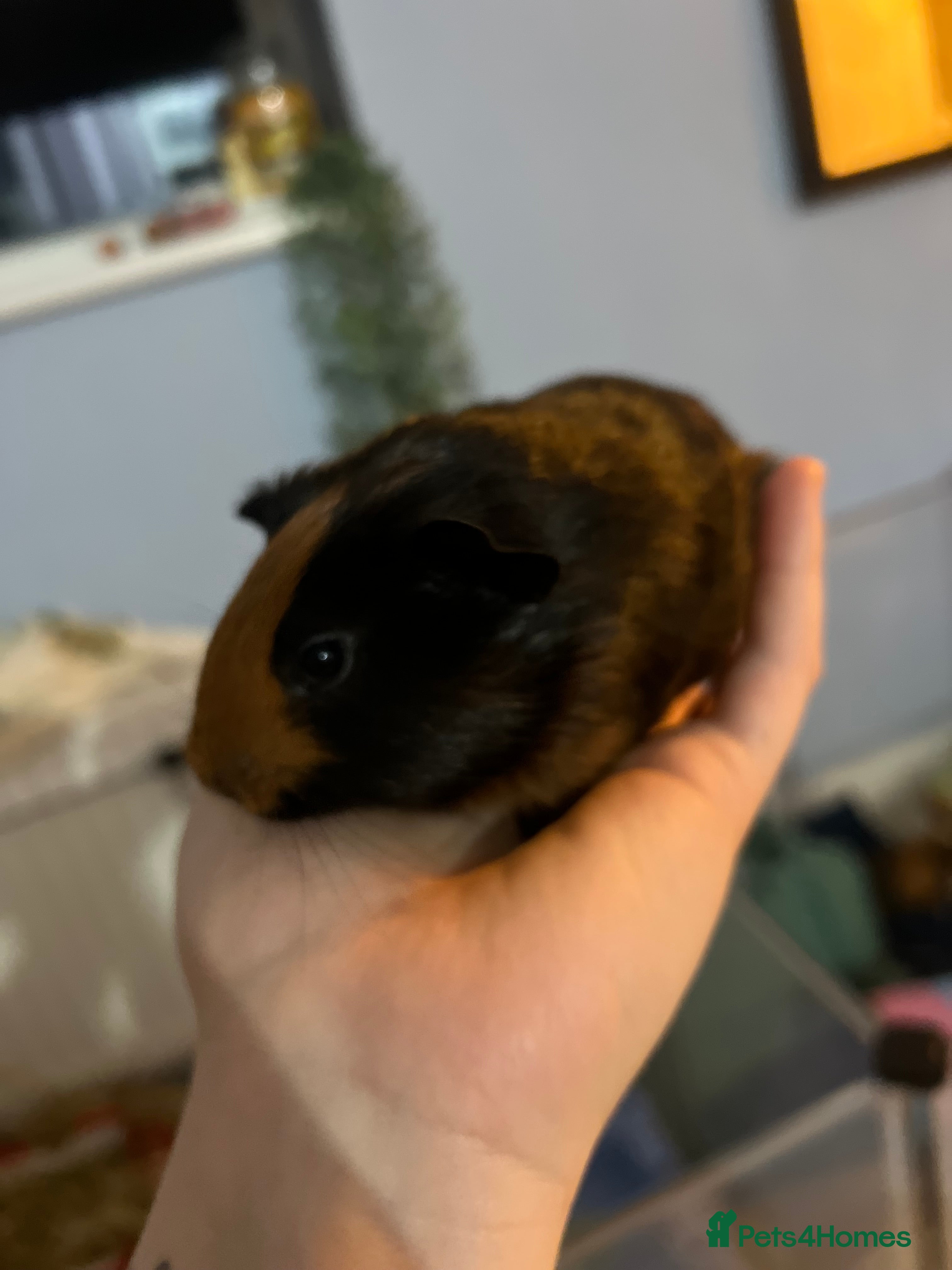 Guinea Pig rodents Male baby guinea pig - Advert 18