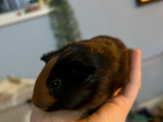 Guinea Pig rodents Male baby guinea pig - Advert 18