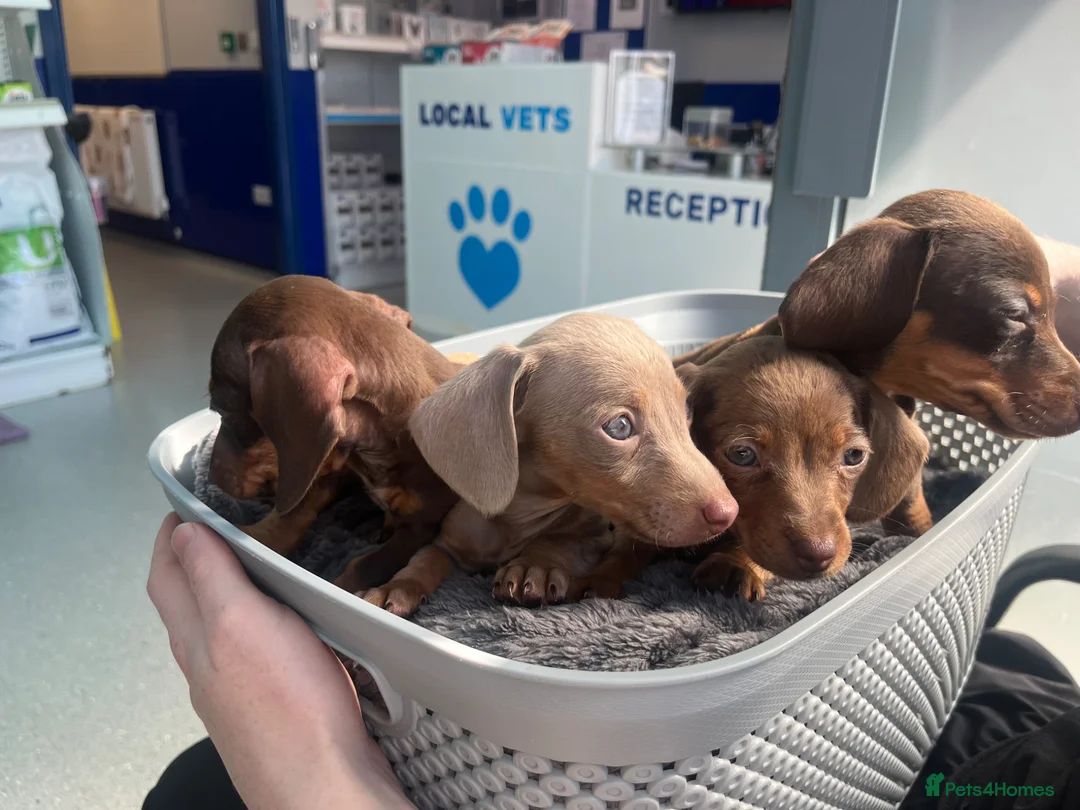 Miniature Dachshund dogs for sale: ❤️ Miniature Dachshunds ❤️ - Advert 2