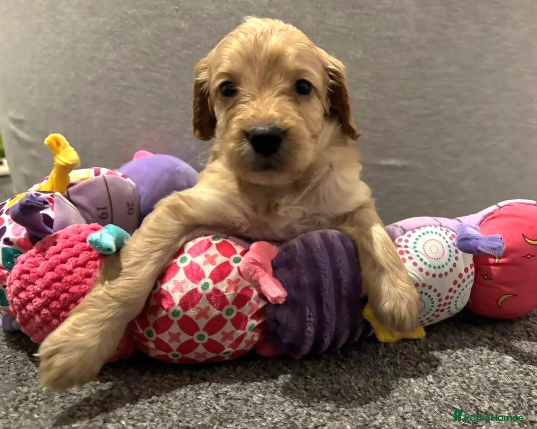 Cockapoo dogs for sale: Cockapoo Puppies - Advert 11