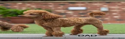 Cavapoo dogs for sale: X2 Beautiful F1b Cavapoo puppies available  - Advert 4