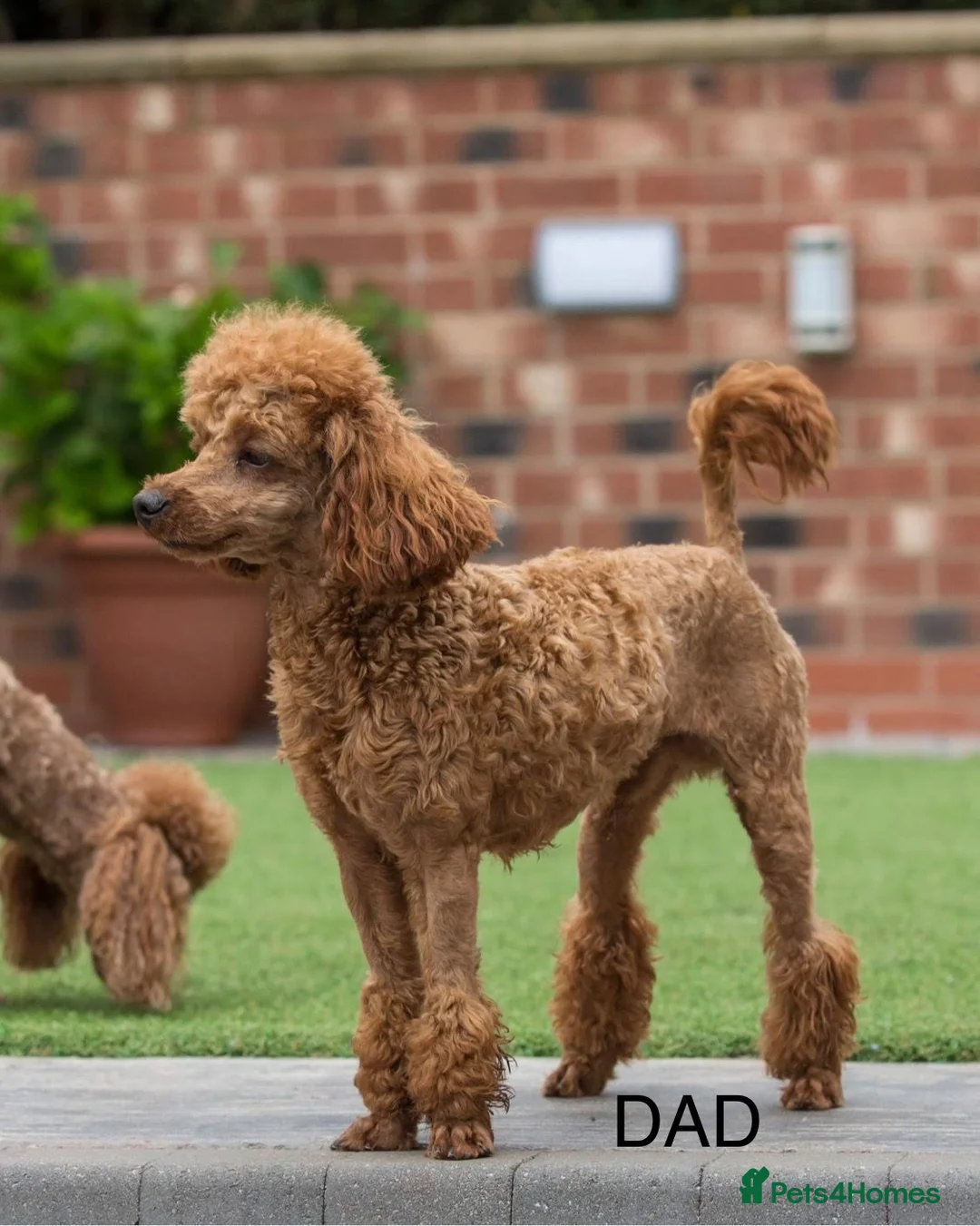 Cavapoo dogs for sale: X2 Beautiful F1b Cavapoo puppies available  - Advert 4