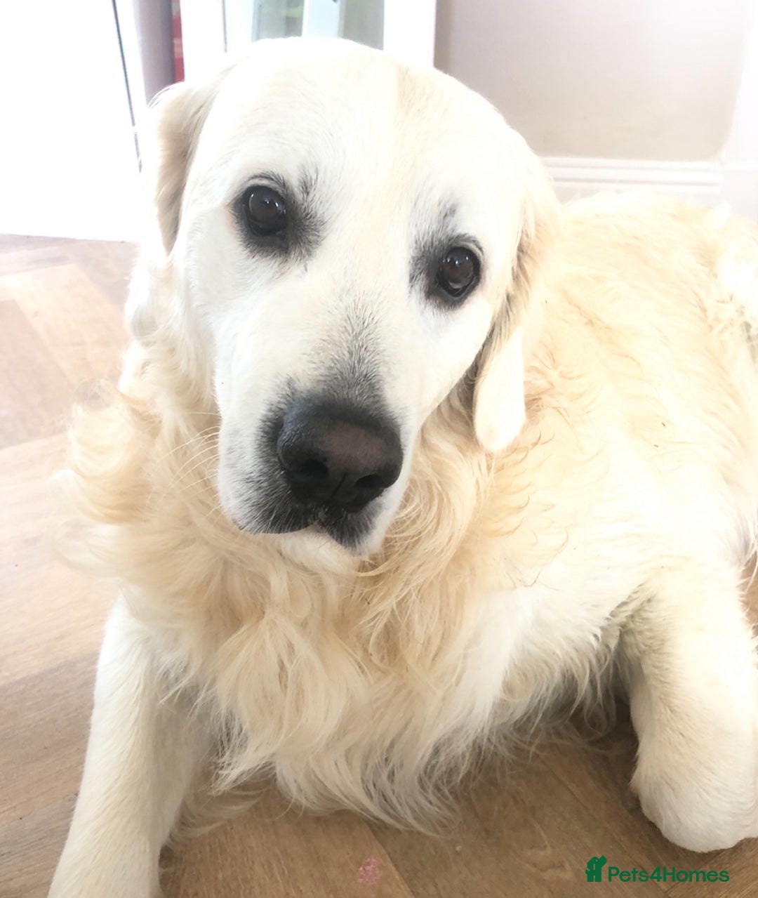 Golden Retriever dogs for stud: Beautiful golden retriever for stud  - Image 14