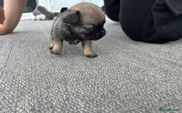 Pug dogs for sale: Fluffy Pug puppies  - Image 12