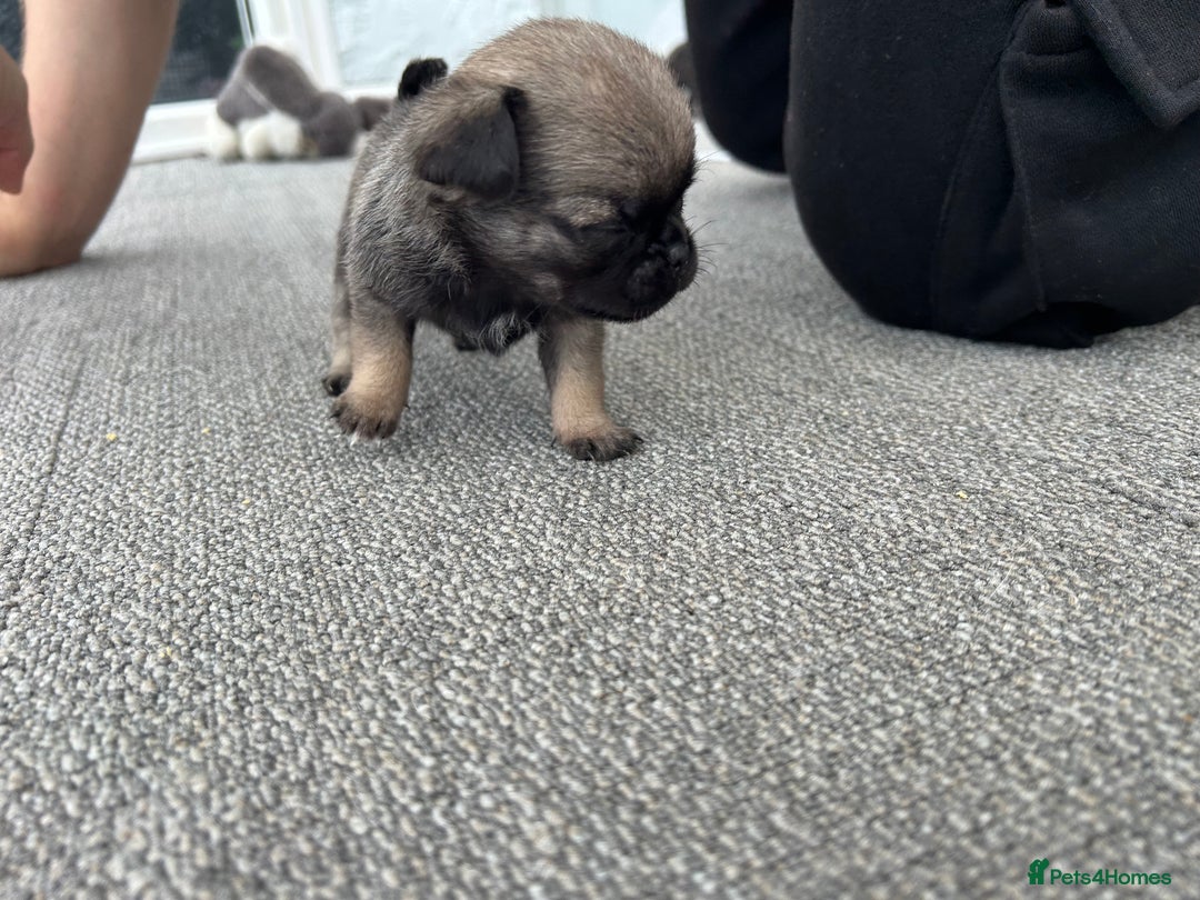 Pug dogs for sale: Fluffy Pug puppies  - Image 12