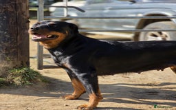 Mixed Breed dogs for sale: Rottweiler x German Shepherd pups ready to go  - Image 6