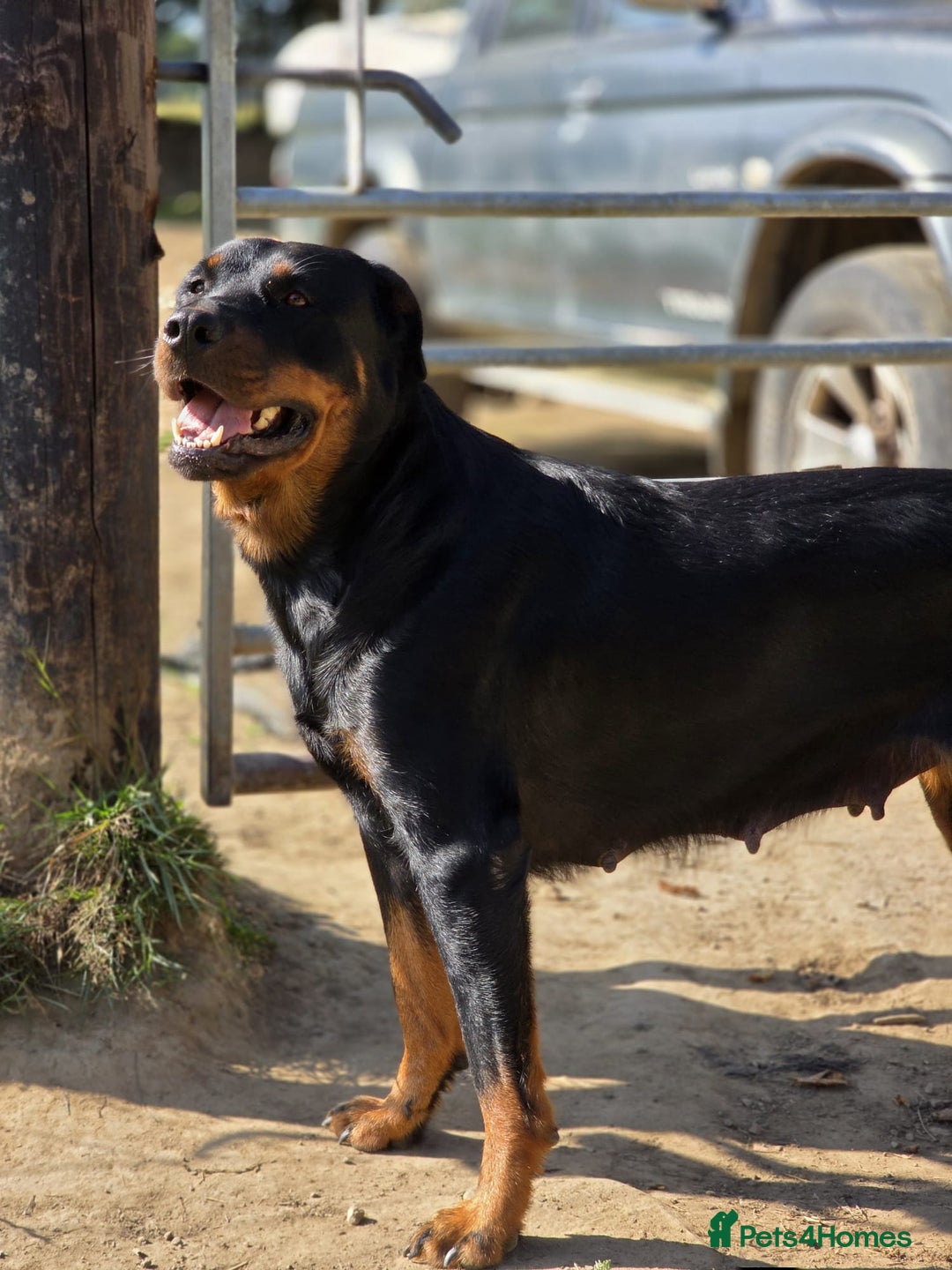Mixed Breed dogs for sale: Rottweiler x German Shepherd pups ready to go  - Image 6